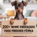 Nome Engraçado Para Pinscher Fêmea